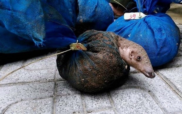 Quelque 1 132 animaux sauvages sauvés au Vietnam en 2020